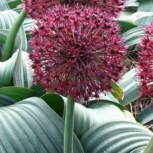 Allium karataviense 'Red Giant'