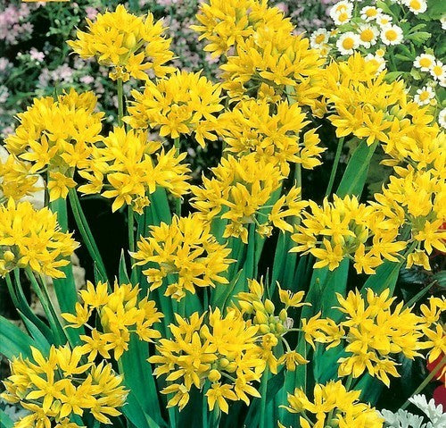 Allium moly