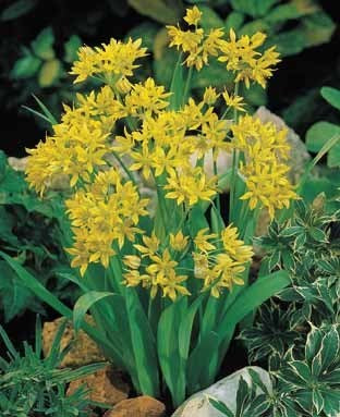Allium moly