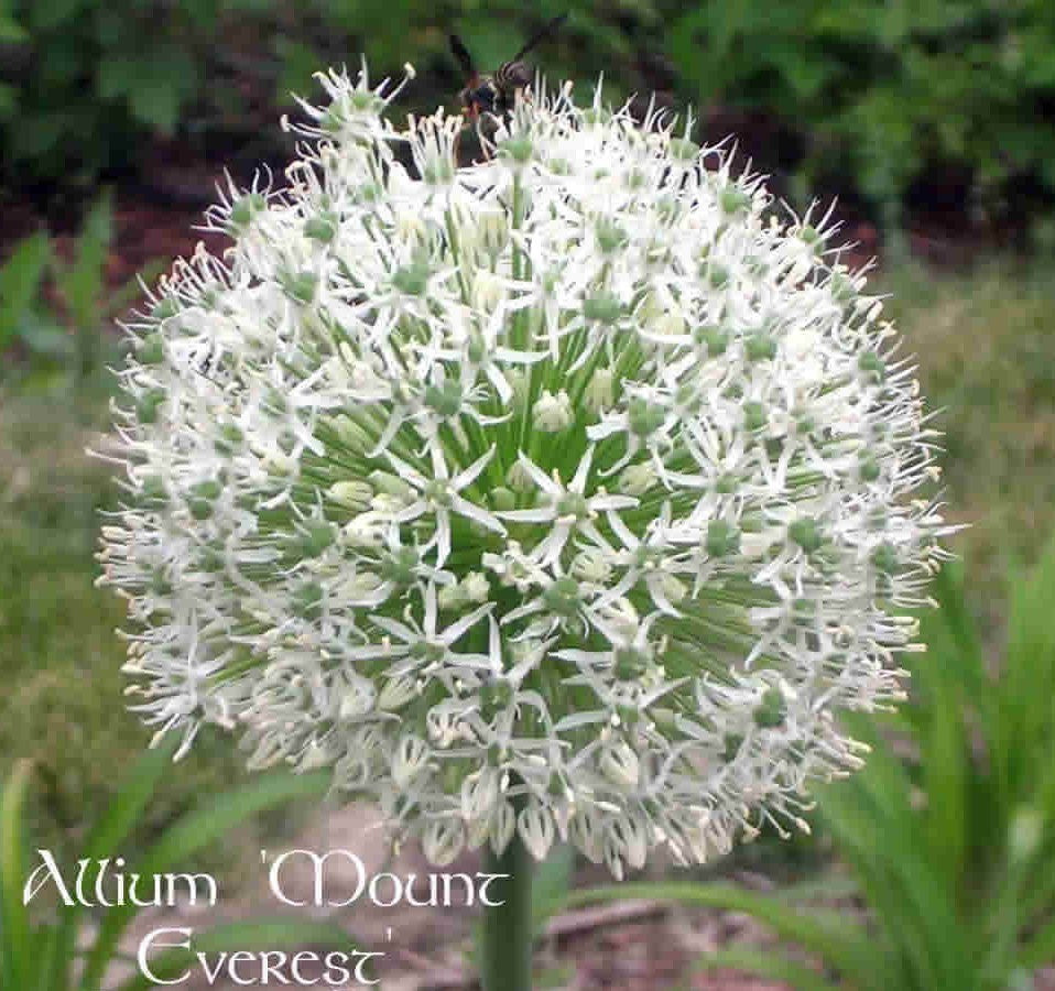 Allium stipitatum 'Mount Everest'