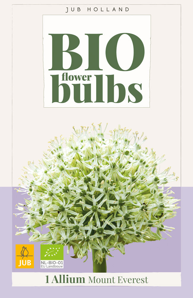 Allium 'Mount Everest'