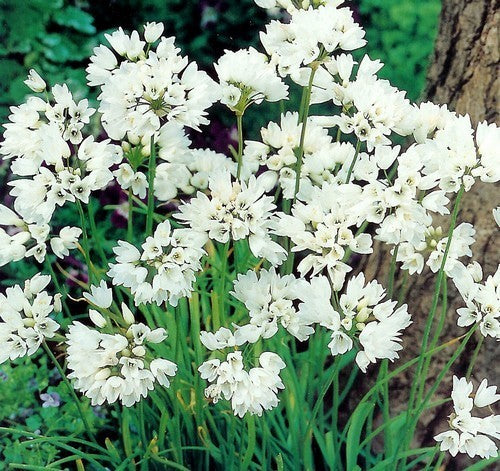 Allium neapolitanum