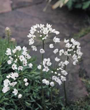 Allium neapolitanum