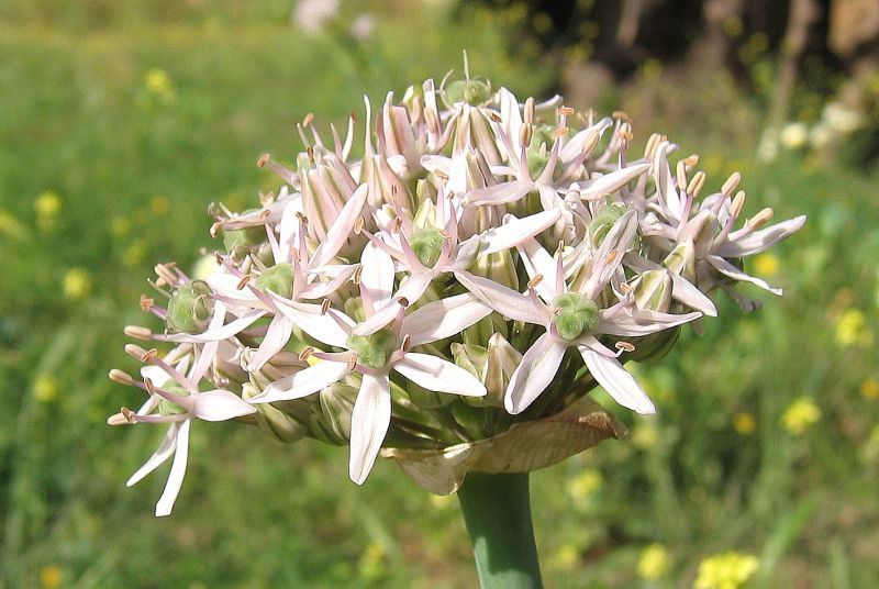 Allium nigrum
