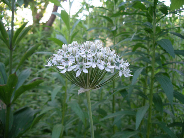 Allium nigrum
