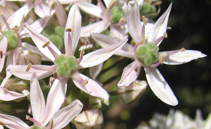 Allium nigrum