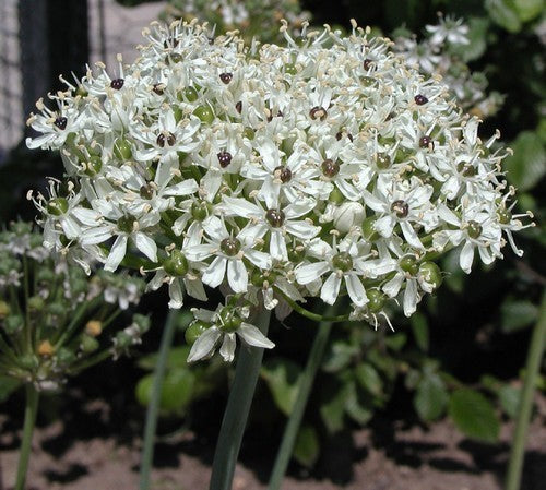 Allium nigrum