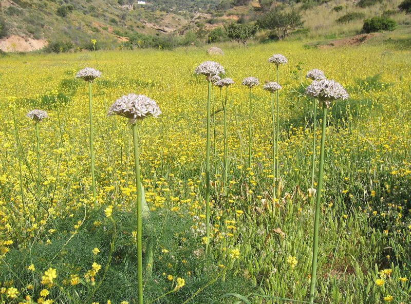 Allium nigrum
