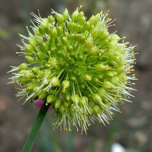Allium obliquum
