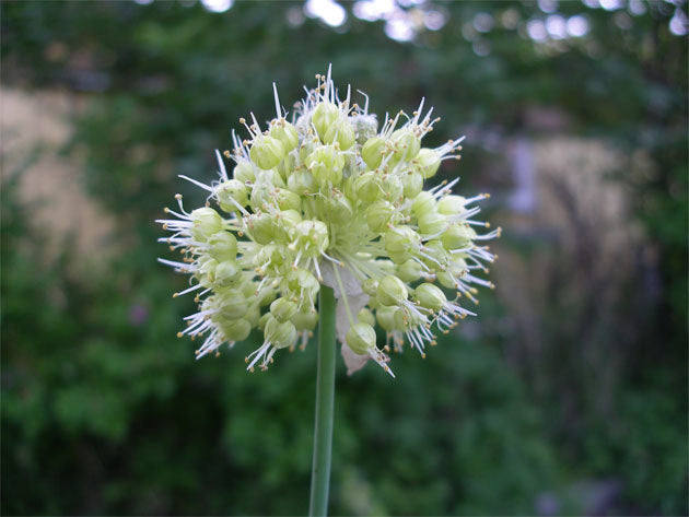 Allium obliquum