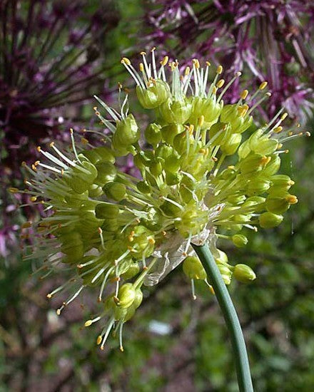 Allium obliquum