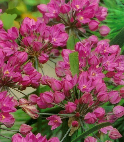 Allium oreophilum