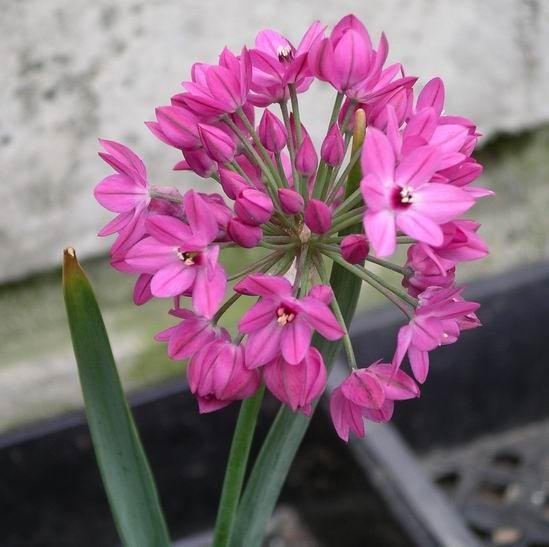 Allium oreophilum