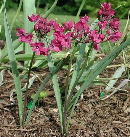 Allium oreophilum