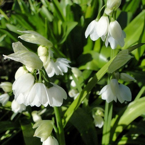 Allium paradoxum var. Normale