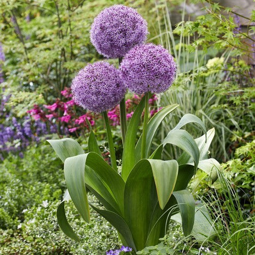 Allium -Hybriden 'Party Balloons'