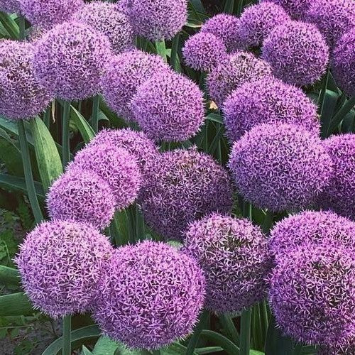 Allium -Hybriden 'Party Balloons'
