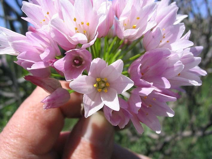 Rosy Garlic