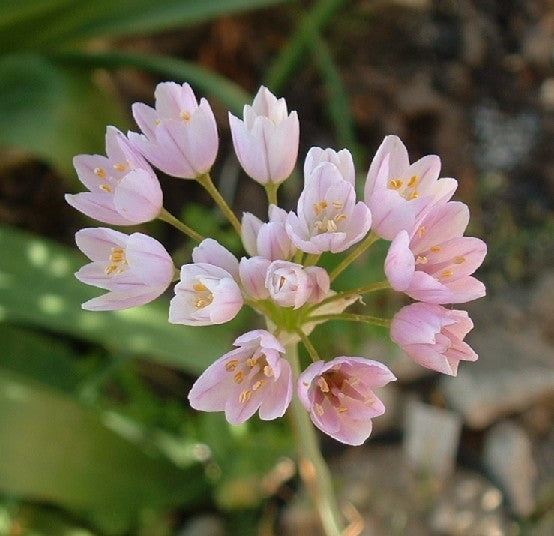 Rosy Garlic