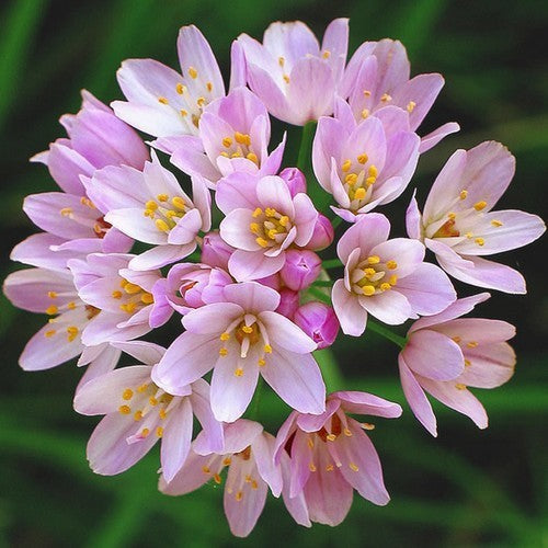 Rosy Garlic