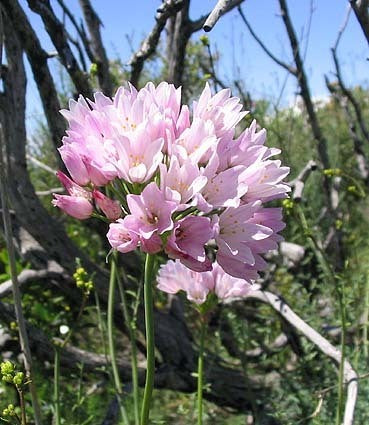 Rosy Garlic