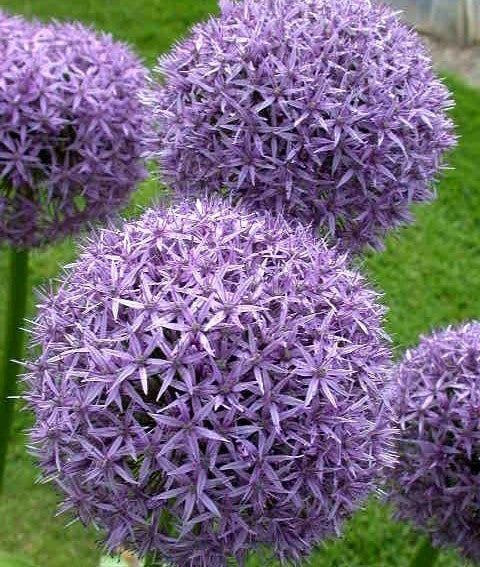 Allium ‘Round and Purple’ / 'Ambassador'