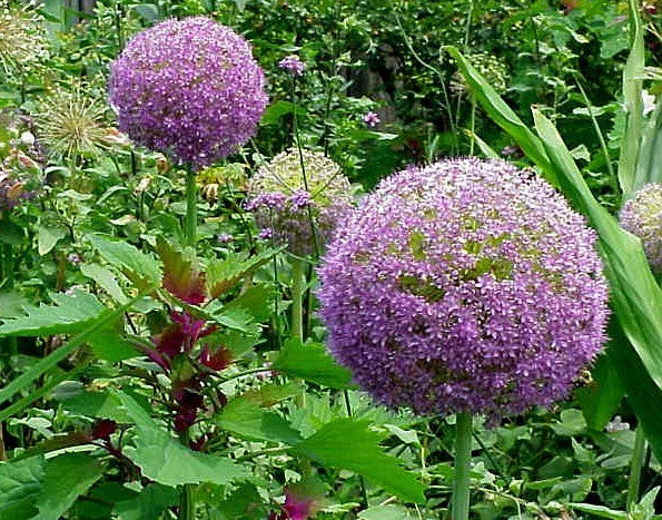 Allium ‘Round and Purple’ / 'Ambassador'
