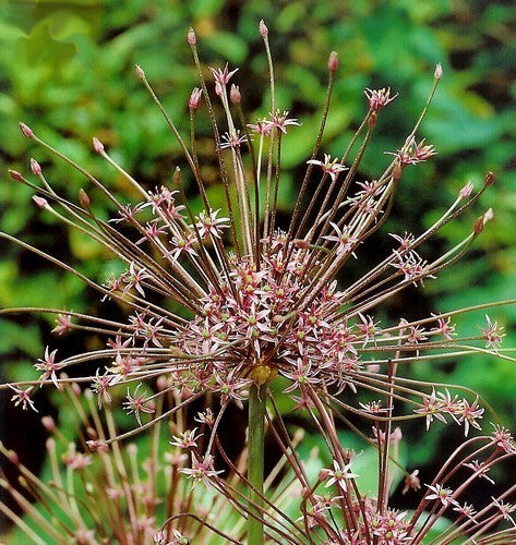 Allium schubertii