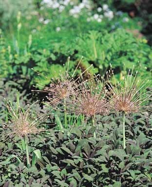 Allium schubertii