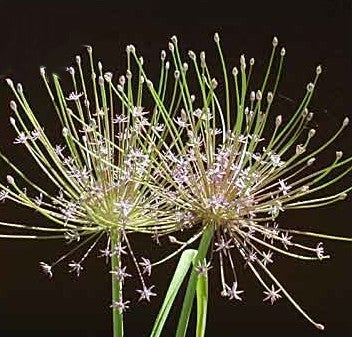 Allium schubertii