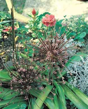 Allium schubertii