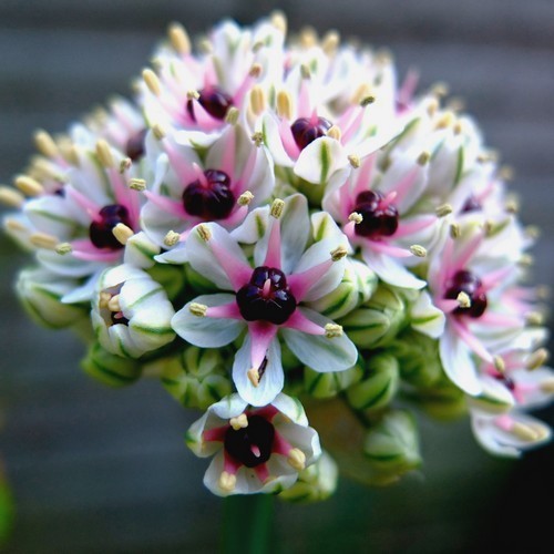 Allium basalticum 'Silverspring'