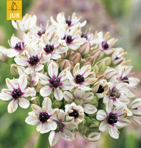 Allium basalticum 'Silverspring'