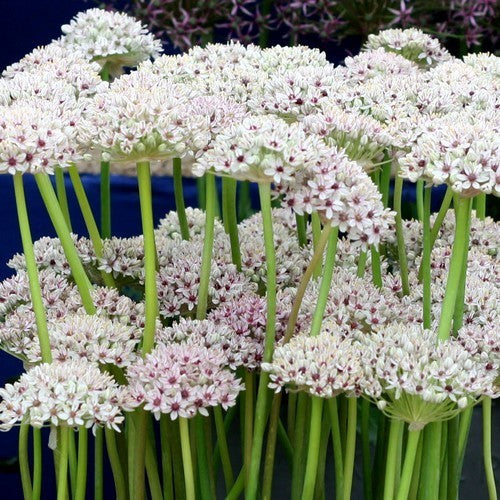 Allium basalticum 'Silverspring'
