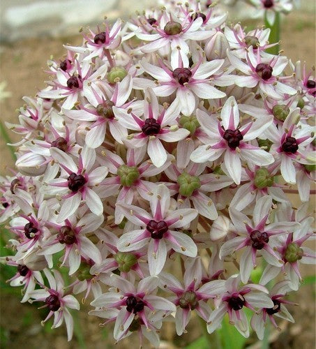 Allium basalticum 'Silverspring'