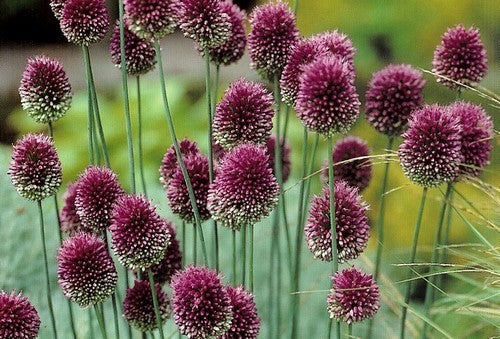 Allium sphaerocephalon