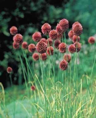 Allium sphaerocephalon