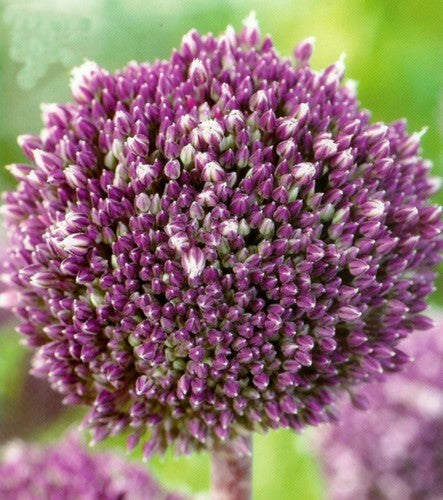 Allium 'Summer Drummer'
