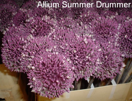 Allium 'Summer Drummer'