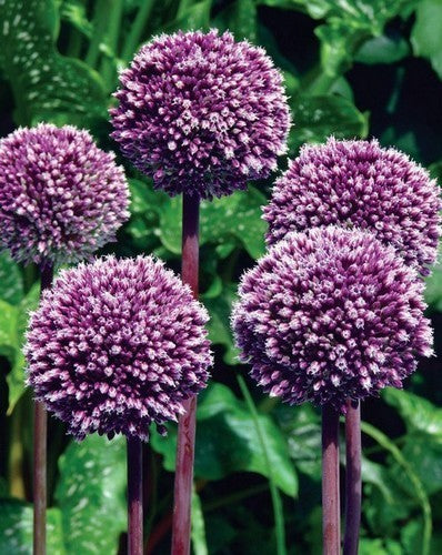 Allium 'Summer Drummer'