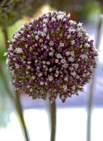 Allium 'Summer Drummer'