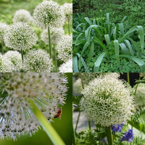 Allium stipitatum 'White Giant'