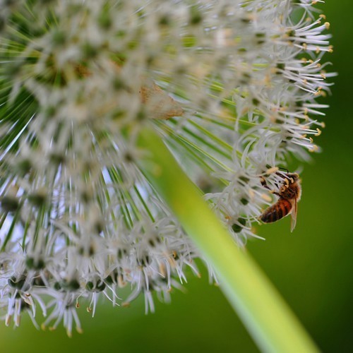 Allium stipitatum 'White Giant'