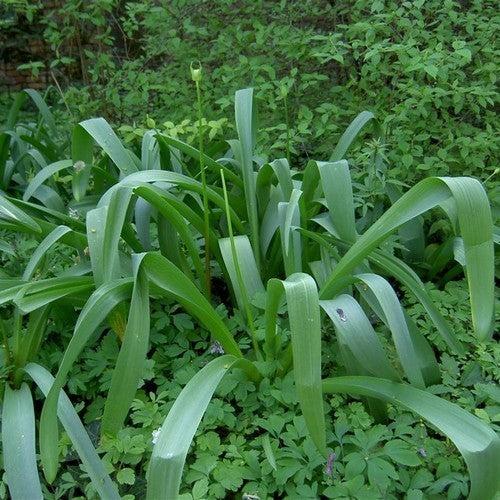 Allium stipitatum 'White Giant'