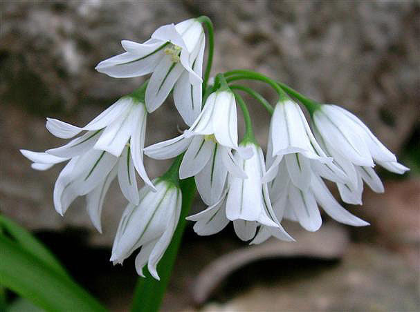 Allium triquetrum