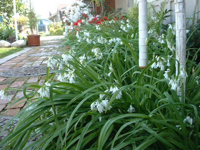 Allium triquetrum