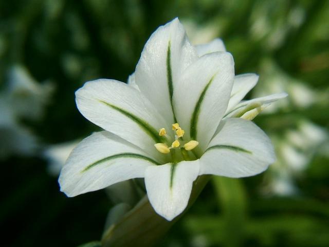 Allium triquetrum