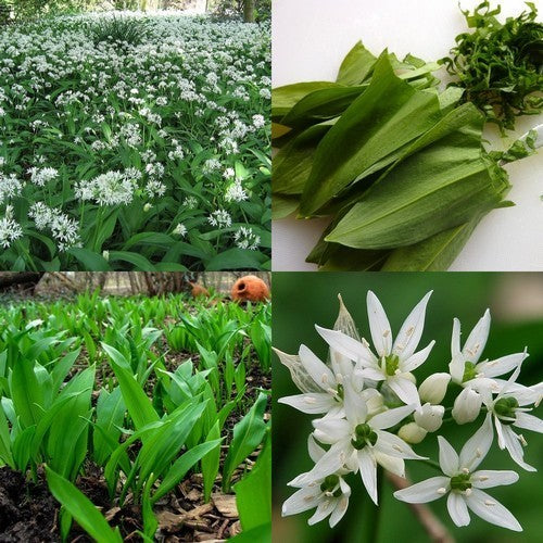 Allium ursinum