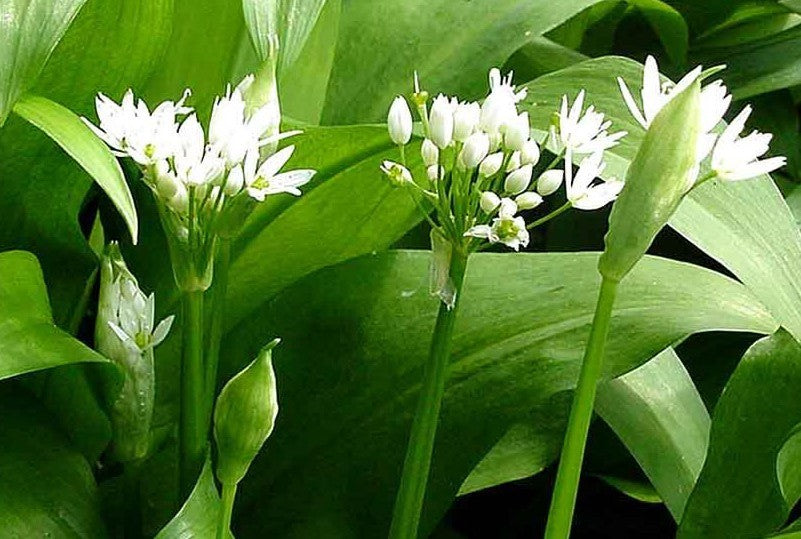 Allium ursinum