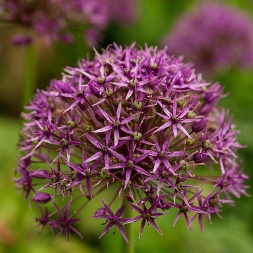 Allium 'Violet Beauty'